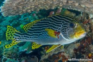 Plectorhinchus lineatus .